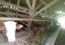 Menjadi Polemik Di Masyarakat Cikijing Pancawangi, Program Ketahanan Pangan Desa Bertujuan Memperkuat Kemandirian Pangan Lokal, Diduga Menjadi Keuntungan Kelompok Tertentu.