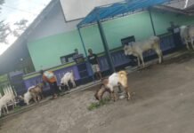 LUAR BIASA,DESA BEBER PEDULI TERHADAP MASYARAKATNYA,MELALUI QURBAN 34 EKOR SAPI DAN KAMBING DALAM MENYAMBUT IDUL ADHA 1447 H.