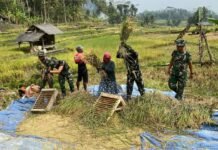 Di Tengah Pembangunan TMMD, Satgas TMMD Ke-129 Kodim 0612/Tasikmalaya Turut Bantu Panen Padi Milik Warga