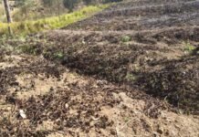 Embun Beku 19 Hari & Hujan Es Sehari Lumpuhkan Pertanian Distrik Wutpaga-Nenggeagin, Nepinus A Murip Desak Pemda Segera Turun Tangan