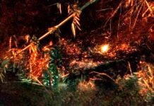 Kebakaran Kebun Bambu di Rancah Kab Ciamis Berhasil Dipadamkan, Tidak Ada Korban Jiwa