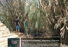 KEBAKARAN LAHAN DI PADAHERANG PANGANDARAN, 1,5 HEKTARE PERKEBUNAN TERBAKAR