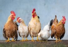 Kandang Baru Layer Ke-2, Berkapasitas 43.200 Ayam Siap Perkuat Produksi Ciamis